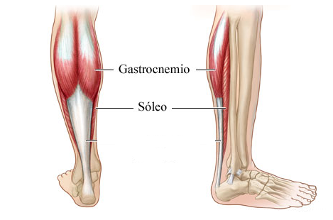 músculos-de-las-pantorrillas_piernas