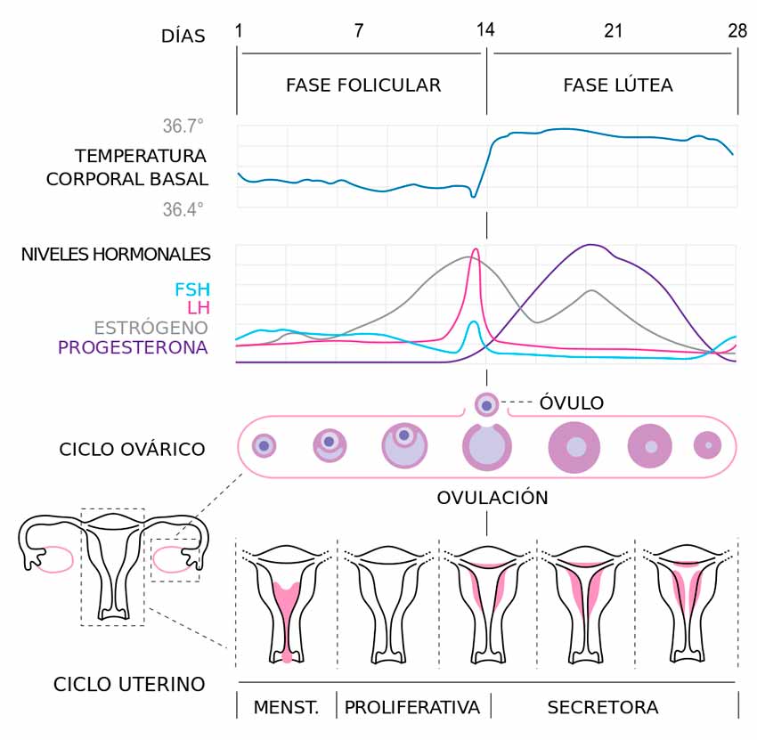 ciclo-menstrual-mujeres-hormonas