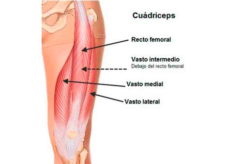 cuádriceps