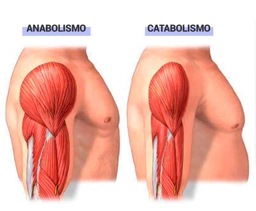 Anabolismo y Catabolismo
