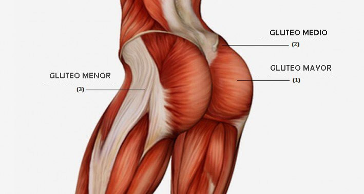 Glúteos 30/30, la rutina ideal para lucir unos glúteos tonificados -  Fitness en Femenino