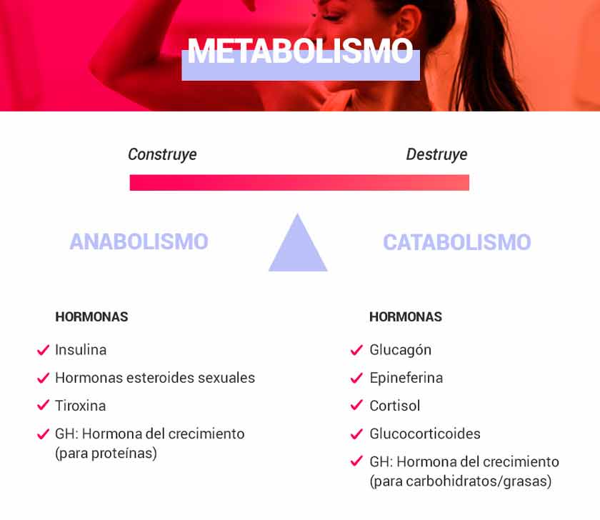 Metabloismo