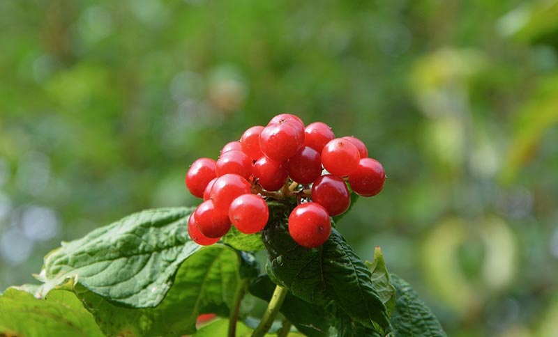 propiedades-arandanos-rojos-arandanos