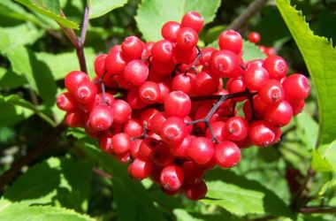 propiedades-arandanos-rojos-arbol-arandanos