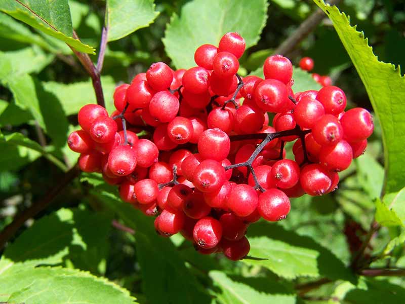 Propiedades de los arándanos rojos: descubre sus beneficios