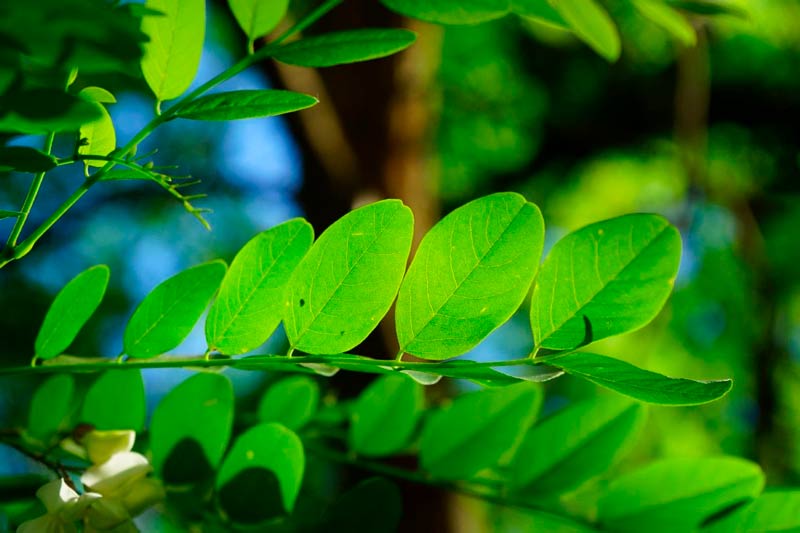 que-es-la-moringa-y-para-que-sirve-moringa